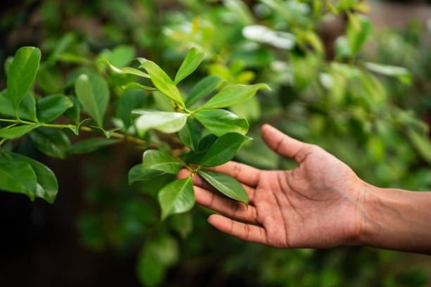 How Our Tree Care Process Works  in  Bowling Green, VA